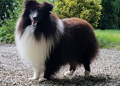 Publication : Des Cerberes De L'isaac