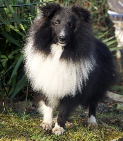 Publication : Des Cerberes De L'isaac