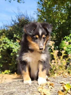 Les chiots de Shetland Sheepdog