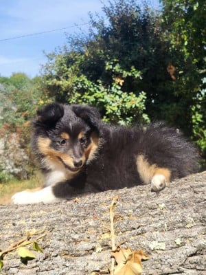 Les chiots de Shetland Sheepdog