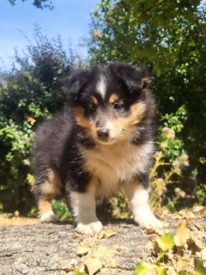 Les chiots de Shetland Sheepdog