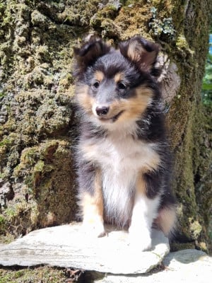 Les chiots de Shetland Sheepdog