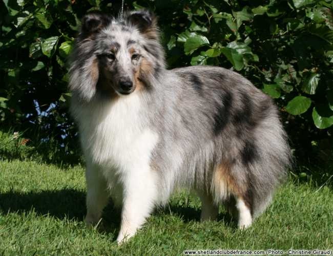 Fibie d'ange blue du Royaume d'Angélique - 1 ére EXCELLENTE CLASSE INTER