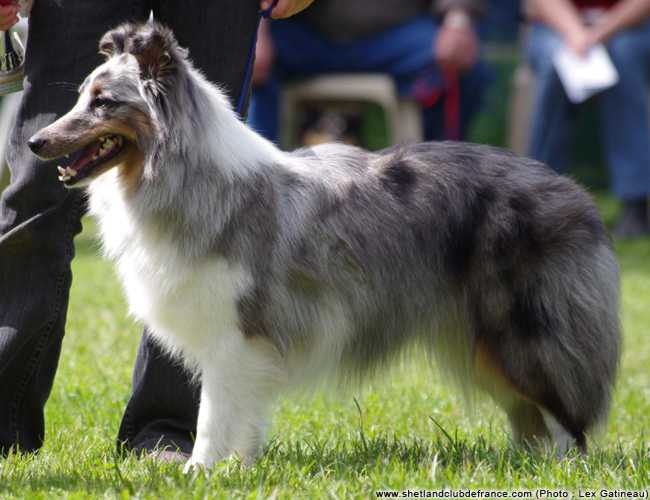 Fibie d'ange blue du Royaume d'Angélique - 4 éme excellent en classe intermédiaire