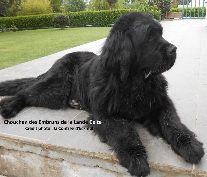 Publication : De La Contree D'eckmül Auteur : La Contrée d'Eckmül