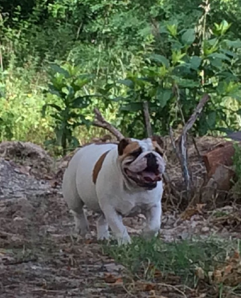 I am ingalls mary De Castelfranco Veneto