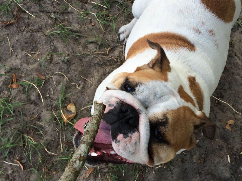 I am ingalls mary De Castelfranco Veneto