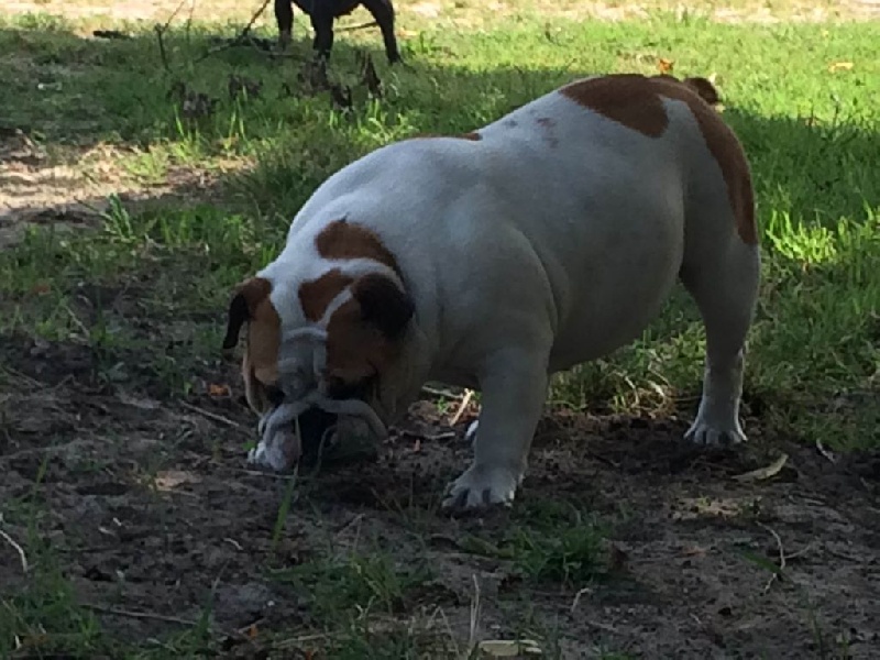 I am ingalls mary De Castelfranco Veneto