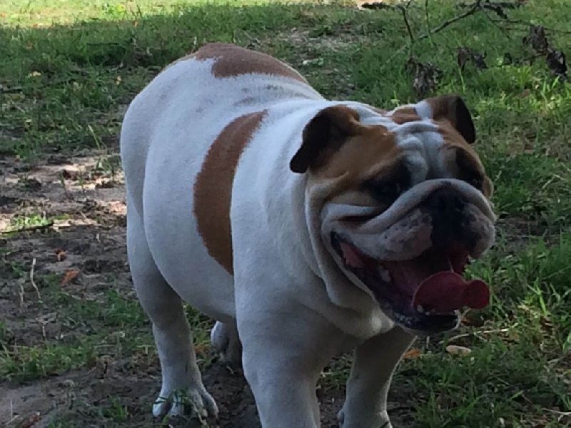 I am ingalls mary De Castelfranco Veneto