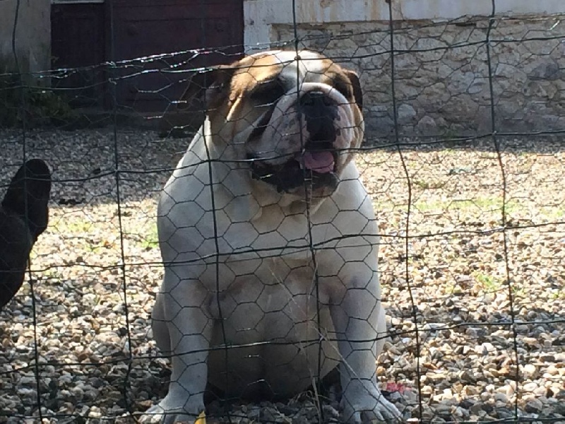 I am ingalls mary De Castelfranco Veneto