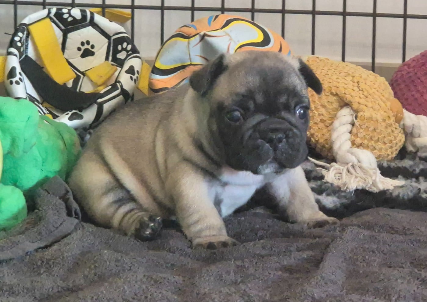 Bouledogue français - De Castelfranco Veneto