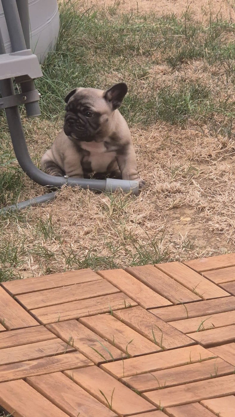 Bouledogue français - De Castelfranco Veneto
