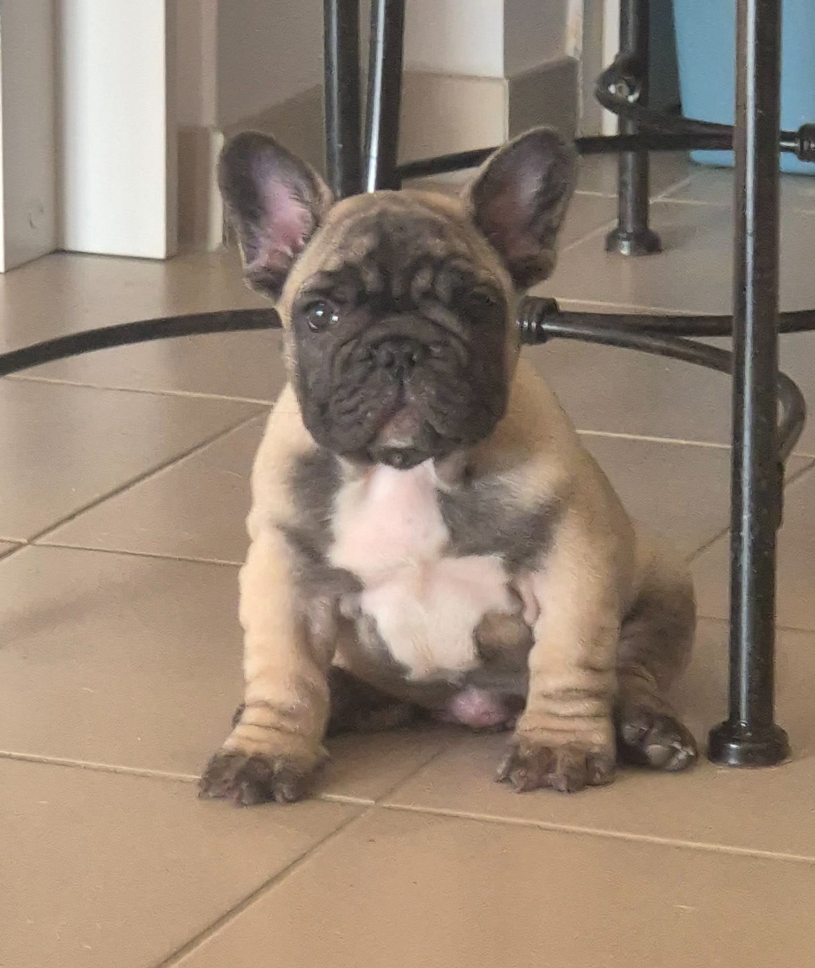 Bouledogue français - De Castelfranco Veneto