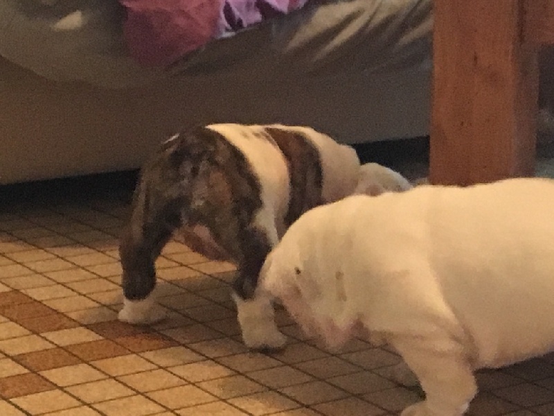 Lady Million de Castelfranco Veneto