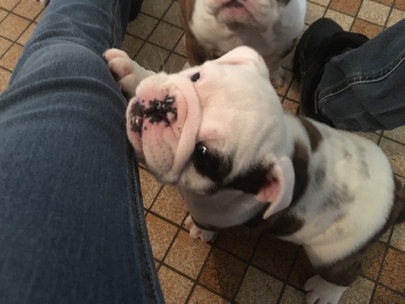 Lady Million de Castelfranco Veneto