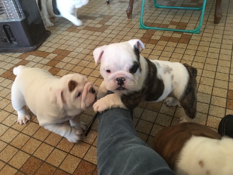 Lady Million de Castelfranco Veneto