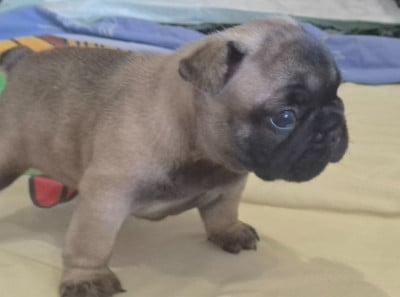 Les chiots de Bouledogue français
