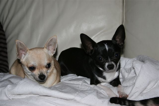 Publication : Téquila-sunrise Auteur : Disponible pour saillie