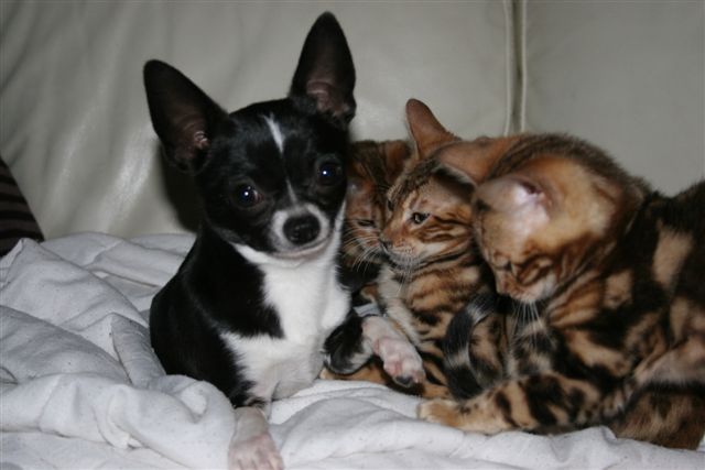 Publication : Téquila-sunrise Auteur : Disponible pour saillie