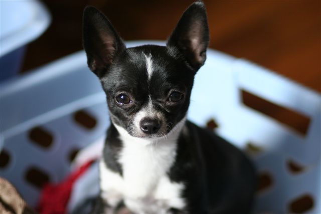 Publication : Téquila-sunrise Auteur : Disponible pour saillie