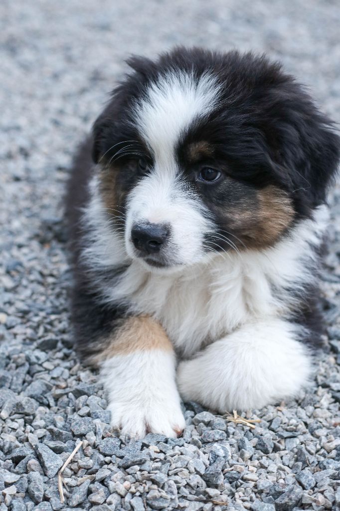 Chiot A Donner Loire Atlantique Thisisourland