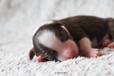 Baby Girl - Berger Australien