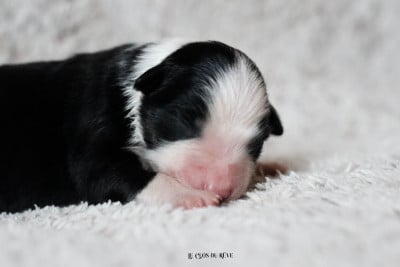 Back to Black - Berger Australien