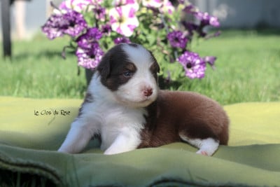 Les chiots de Berger Australien