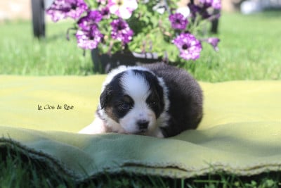 Les chiots de Berger Australien
