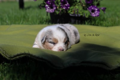Les chiots de Berger Australien