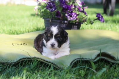 Les chiots de Berger Australien