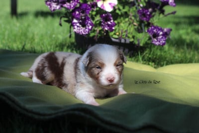 Les chiots de Berger Australien
