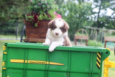 Les chiots de Berger Australien