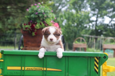 Les chiots de Berger Australien