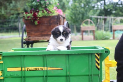 Les chiots de Berger Australien