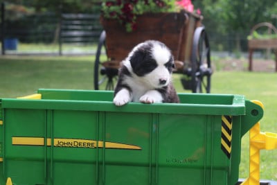 Les chiots de Berger Australien