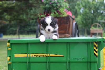 Les chiots de Berger Australien
