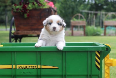 Les chiots de Berger Australien