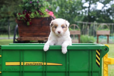 Les chiots de Berger Australien