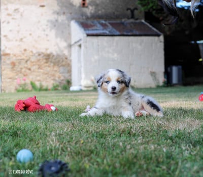 Les chiots de Berger Australien