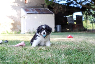 Les chiots de Berger Australien