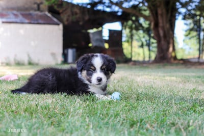 Les chiots de Berger Australien