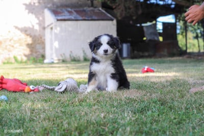 Les chiots de Berger Australien