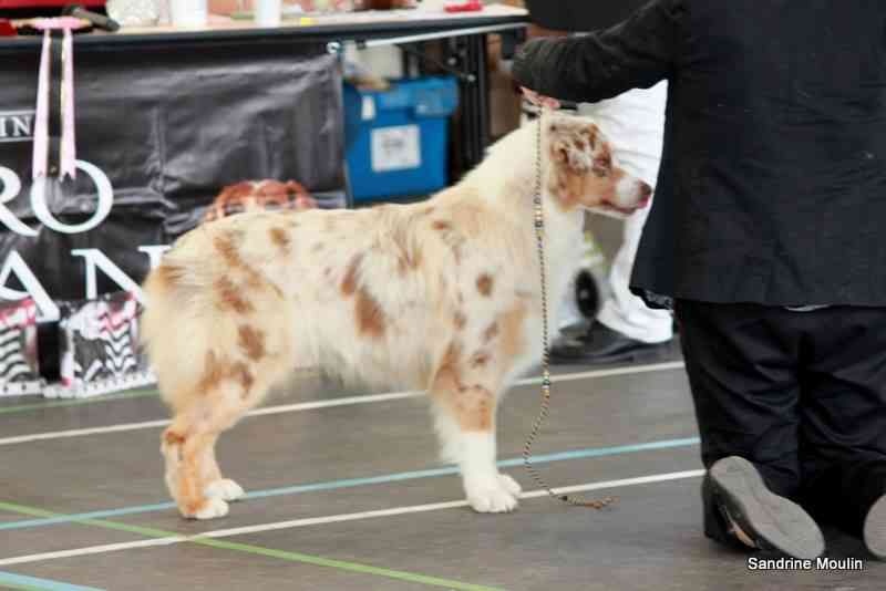 January golden sunrise Du Clos Du Rêve D'une Vie - Très prometteur puppy femelle