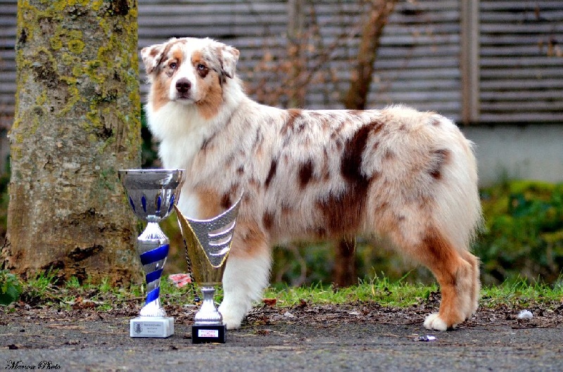 January golden sunrise Du Clos Du Rêve D'une Vie - 1ère Exc/13 jeune femelle+confirmation, BOGJ1, BISJ3