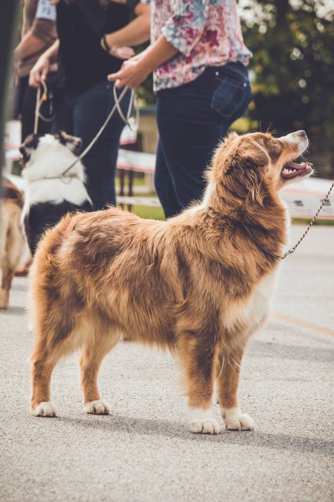 Leave me alone Du Clos Du Rêve D'une Vie - 1ère exc/7 en ouverte femelle, CACC, Meilleure femelle, BOS