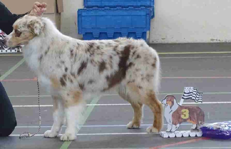 January golden sunrise Du Clos Du Rêve D'une Vie - 3ème exc / 7 inter femelle