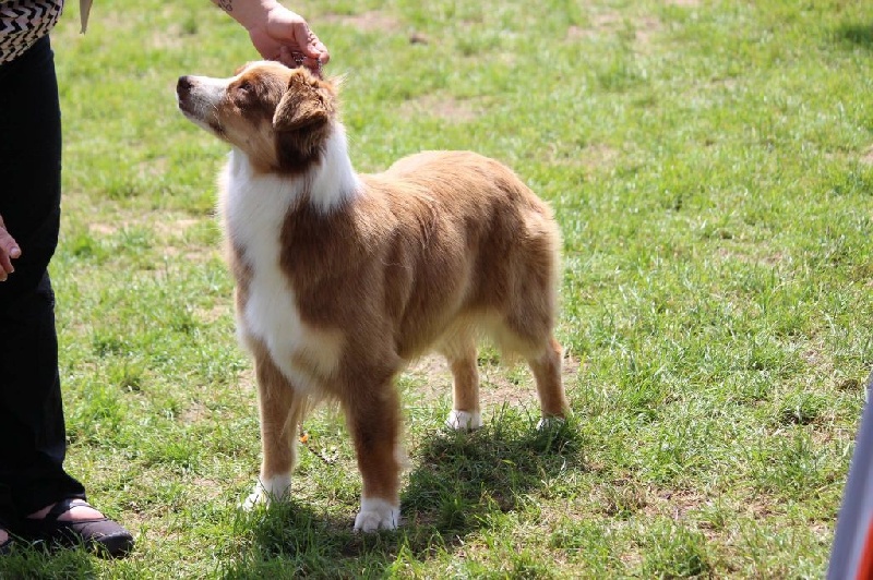 Leave me alone Du Clos Du Rêve D'une Vie - 4ème exc /15 en jeune femelle