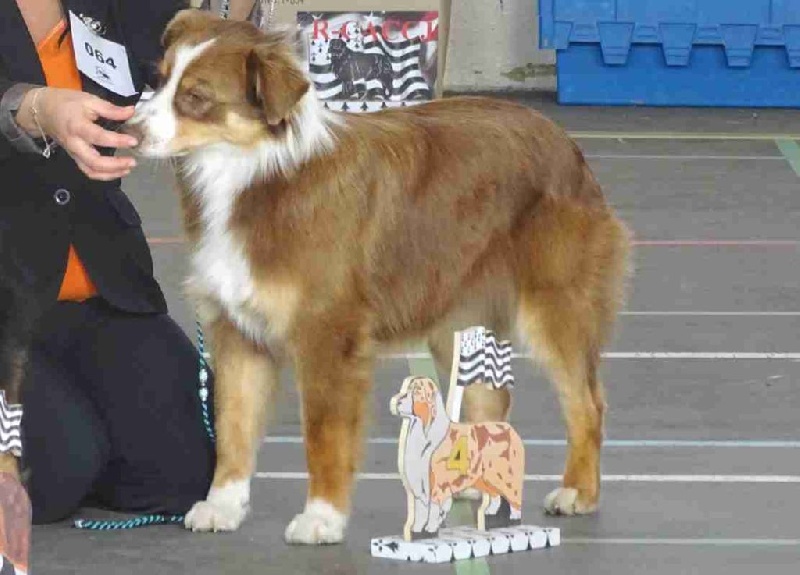 Leave me alone Du Clos Du Rêve D'une Vie - 4eme TP /9 puppy femelle