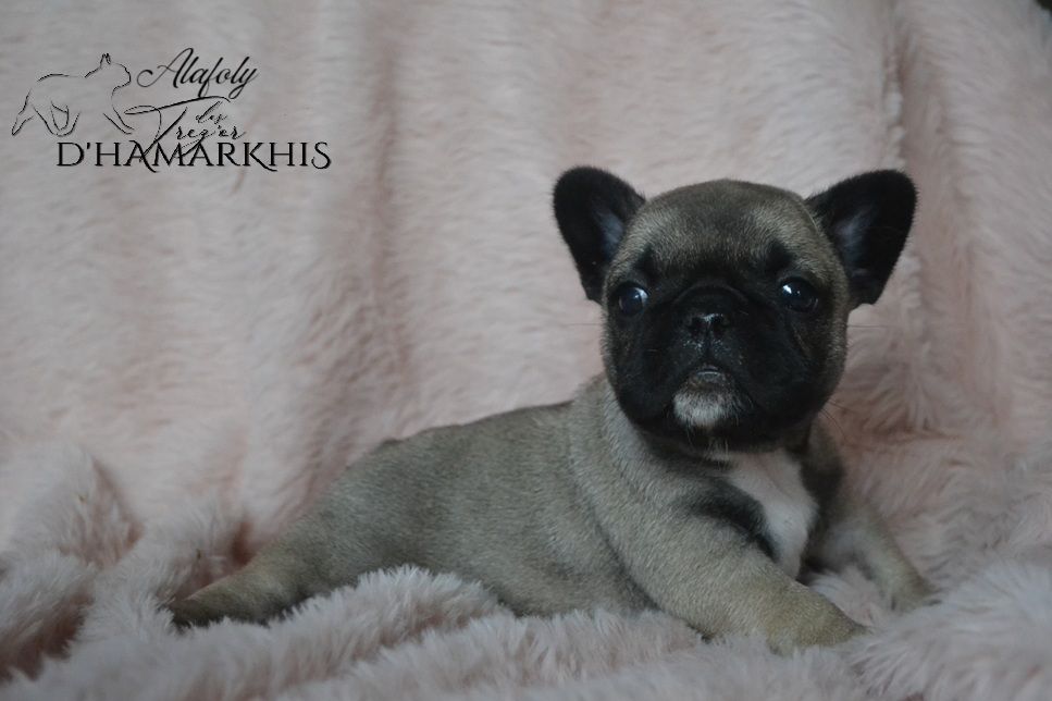 ALAFOLY ( renommée ALBY)